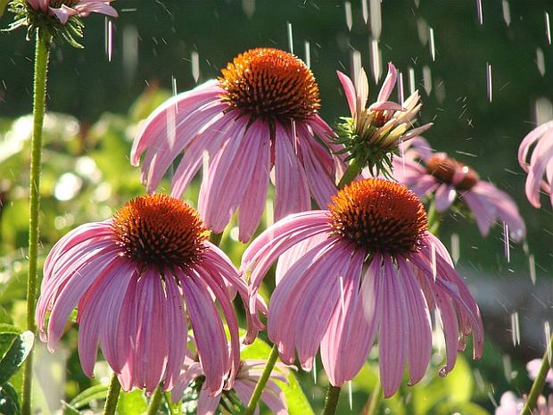 Tipy na mesiac august (PIXABAY) Tipy na mesiac august (PIXABAY)