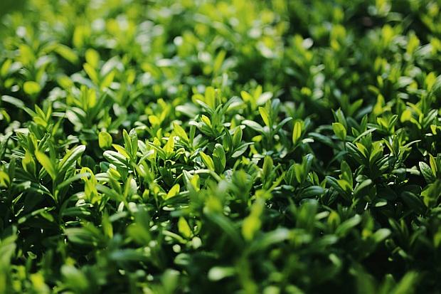 Živý plot na balkóne (PIXABAY) Živý plot na balkóne (PIXABAY)