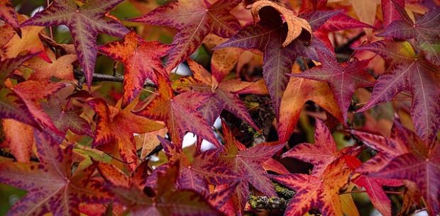 Tipy na mesiac november (PIXABAY) Tipy na mesiac november (PIXABAY)