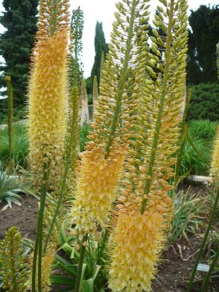 Liliochvostec vs mnohokvět: Liliochvostec - Eremurus Liliochvostec vs mnohokvět: Liliochvostec - Eremurus