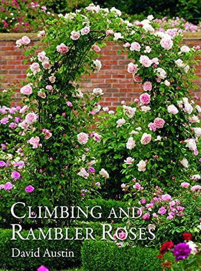 Climbing and Rambler Roses Climbing and Rambler Roses