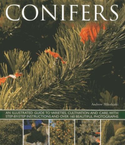 Conifers Conifers