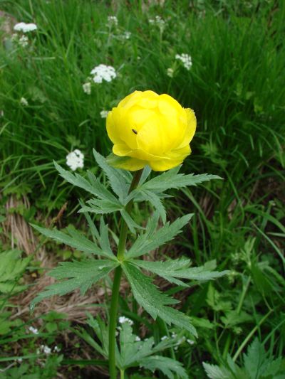 Trollius altissimus - upolín nejvyšší Trollius altissimus - upolín nejvyšší