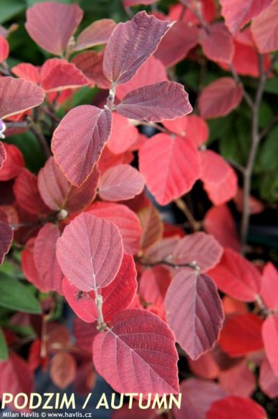 Fothergilla major - large witch alder
