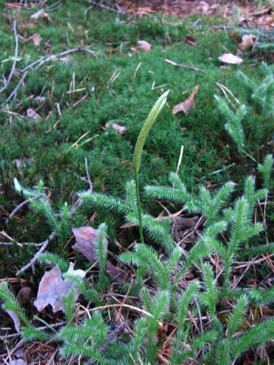 Lycopodium clavatum - plavuň vidlačka Lycopodium clavatum - plavuň vidlačka