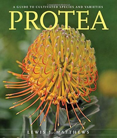 Protea Protea