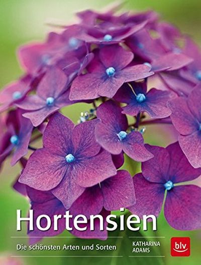 Hortensien Hortensien