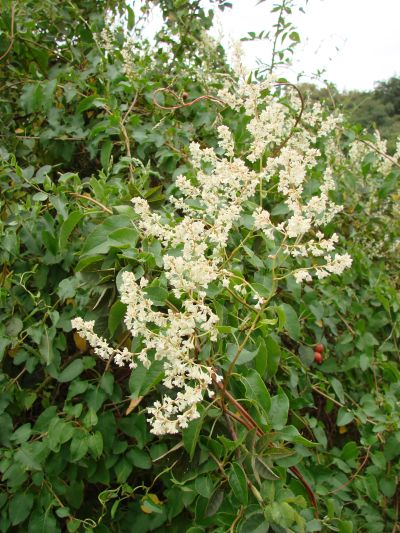 Fallopia aubertii - opletka čínská