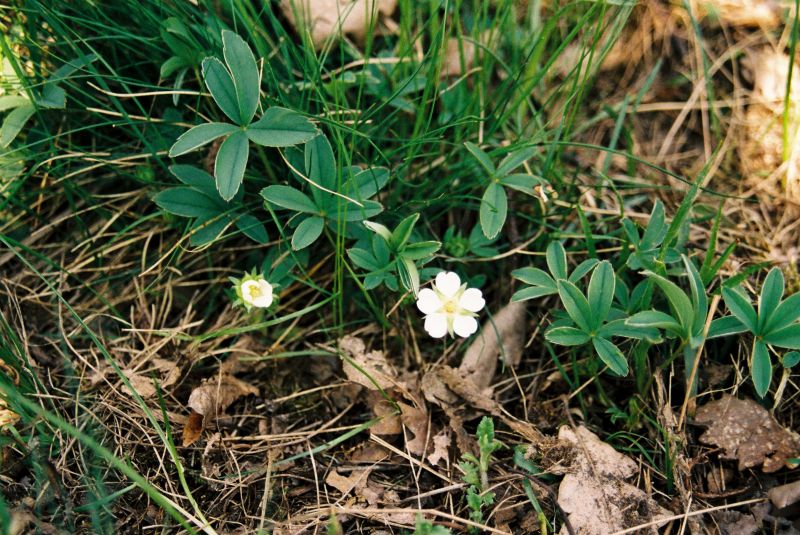 Potentilla alba - mochna bílá
