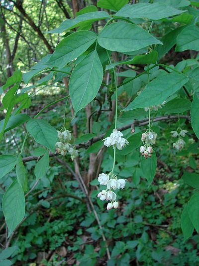 Staphylea pinnata - klokoč zpeřený