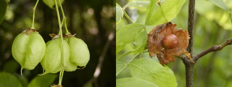 Staphylea pinnata - klokoč zpeřený