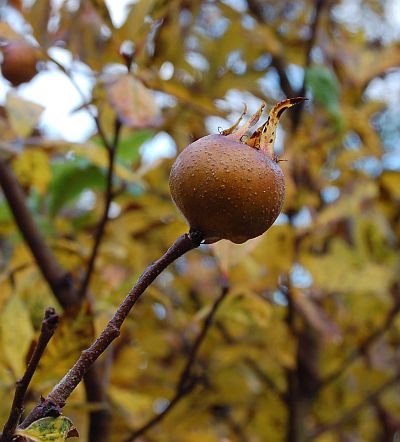 Mespilus germanica: plod po mrazích vhodný na jídlo