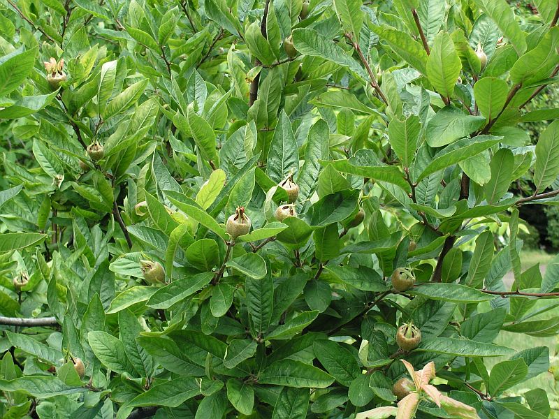 Mespilus germanica - mišpule německá: mladé plody mišpule