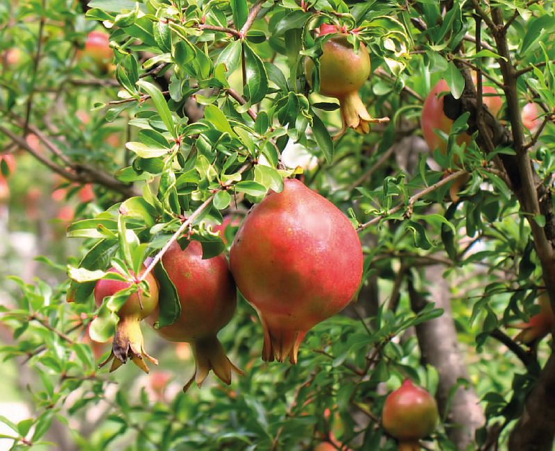 Punica granatum - granátovník obecný: granátovník s granátovými jablky (KNIŽNÍKLUB)