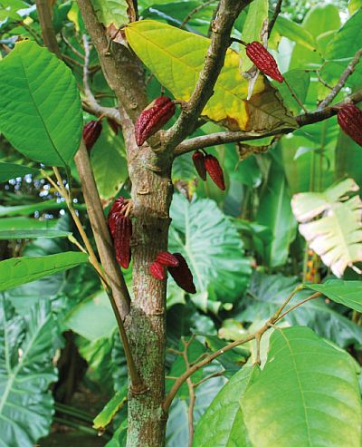 Theobroma cacao - kakaovník pravý: kakaovník s plody (KNIŽNÍKLUB)