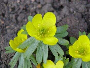 Eranthis hyemalis