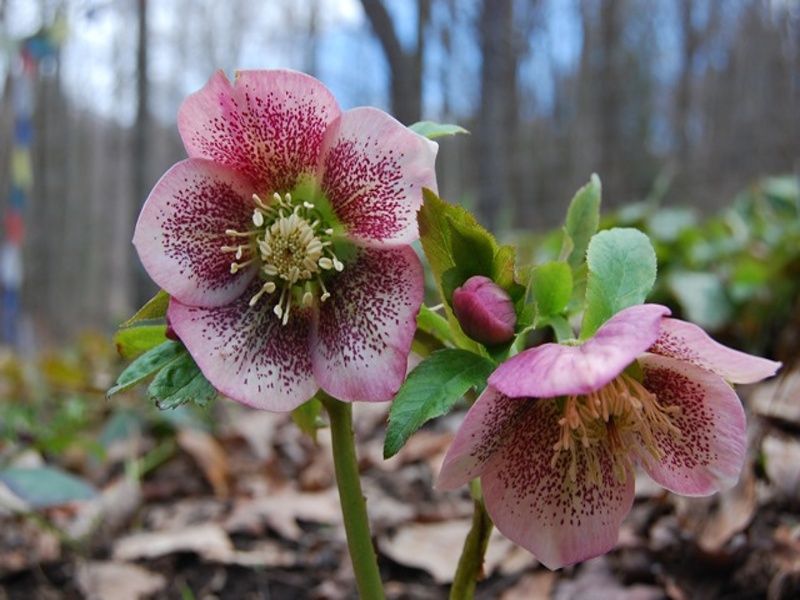 Helleborus orientalis Red Spotted Hybrids - čemeřice Helleborus orientalis Red Spotted Hybrids - čemeřice