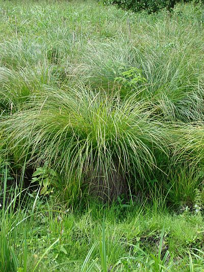 Carex cespitosa - ostřice trsnatá