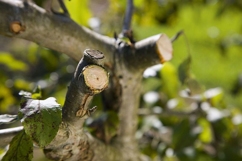 Prořez ovocných stromů (GARDENA) Prořez ovocných stromů (GARDENA)