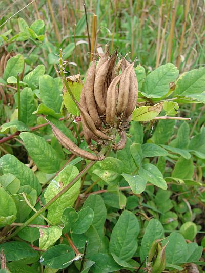 Astragalus glycyphyllos - kozinec sladkolistý