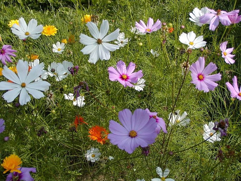 Letničky jako výplň mezer: Cosmos bipinnatus - krásenka