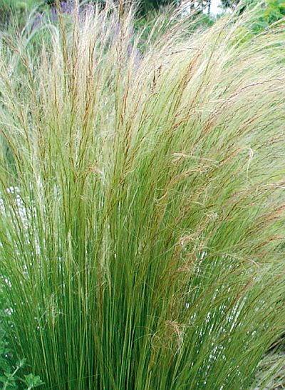 Nassella tenuissima - nasela