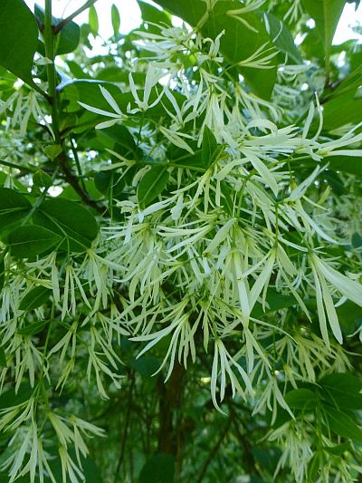 Stromy - výběr dřevin: Chionanthus virginicus - bělas viržínský Stromy - výběr dřevin: Chionanthus virginicus - bělas viržínský