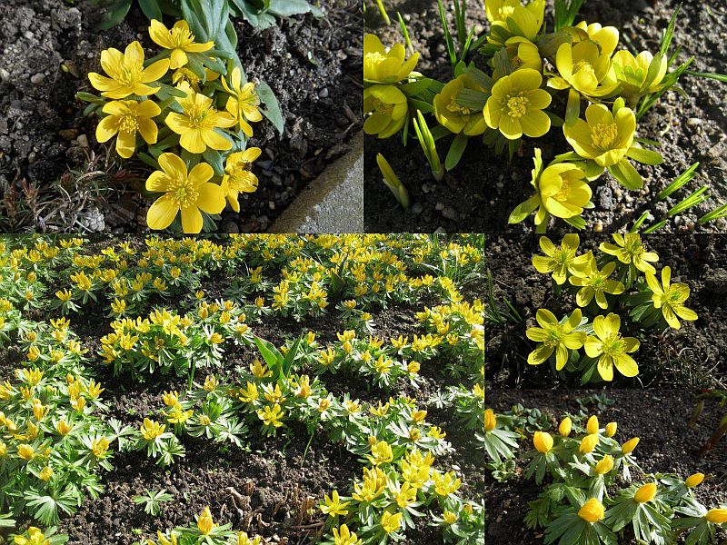 Eranthis hyemalis - talovín zimní