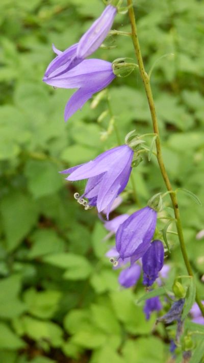 Campanula rapunculoides - zvonek řepkovitý Campanula rapunculoides - zvonek řepkovitý
