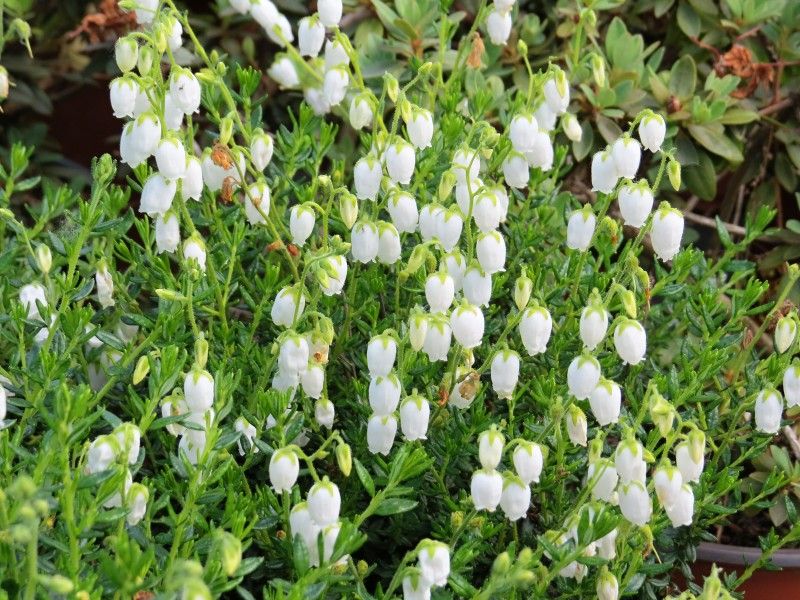 Daboecia cantabrica 'Alba' - dabécie, irský vřes Daboecia cantabrica 'Alba' - dabécie, irský vřes