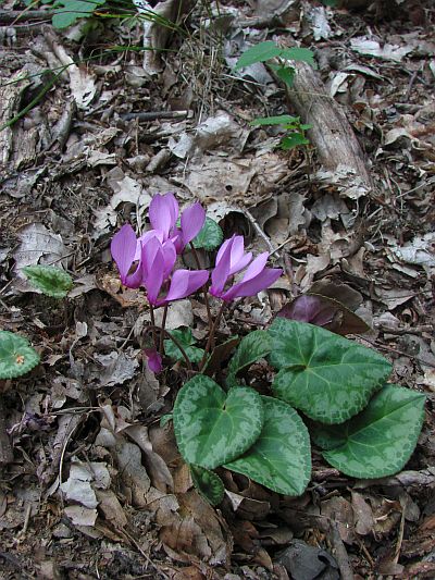 Cyclamen purpurascens - brambořík nachový Cyclamen purpurascens - brambořík nachový