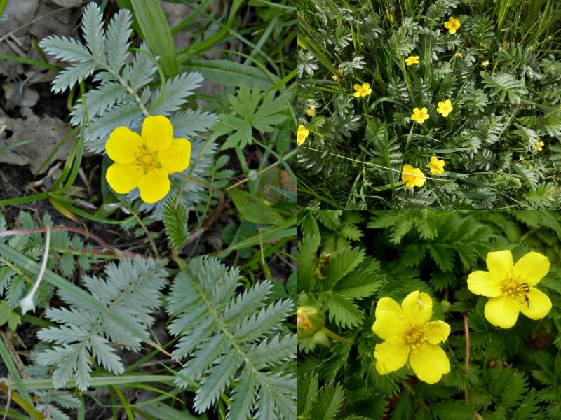 Potentilla anserina - mochna husí