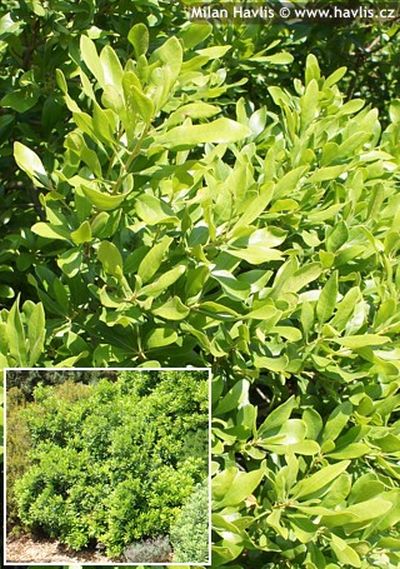 Myrica pensylvanica - vřesna pensylvánská, voskovník Myrica pensylvanica - vřesna pensylvánská, voskovník