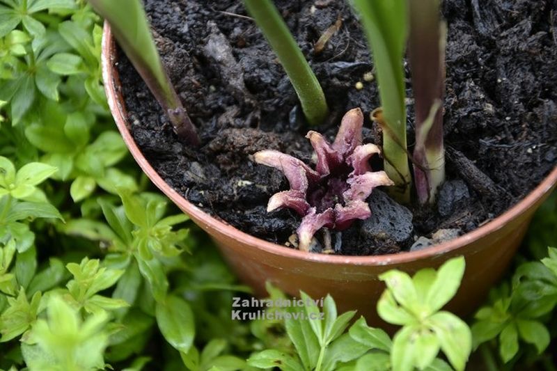 Aspidistra 'Milky Way' - kořenokvětka Aspidistra 'Milky Way' - kořenokvětka
