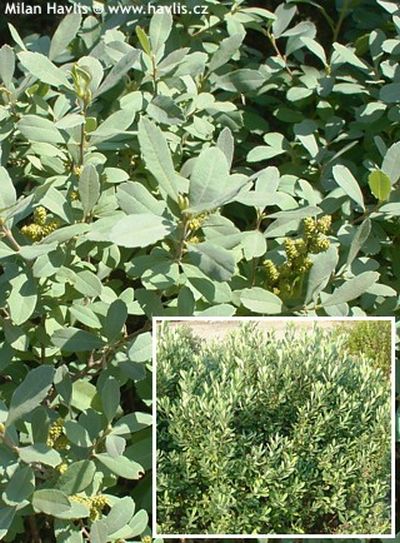 Myrica gale - vřesna bahenní, voskovník