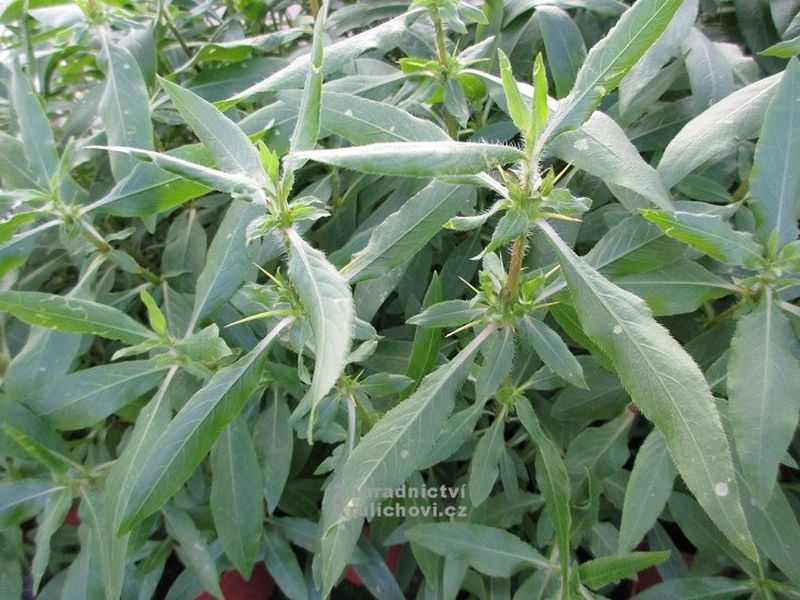 Hygrophila spinosa - gokanta