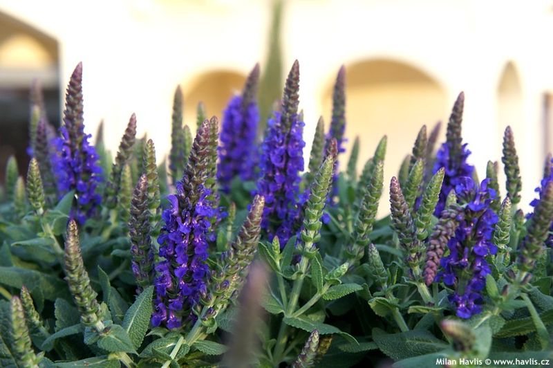 Salvia nemorosa 'Sensation Deep Blue' - šalvěj hajní