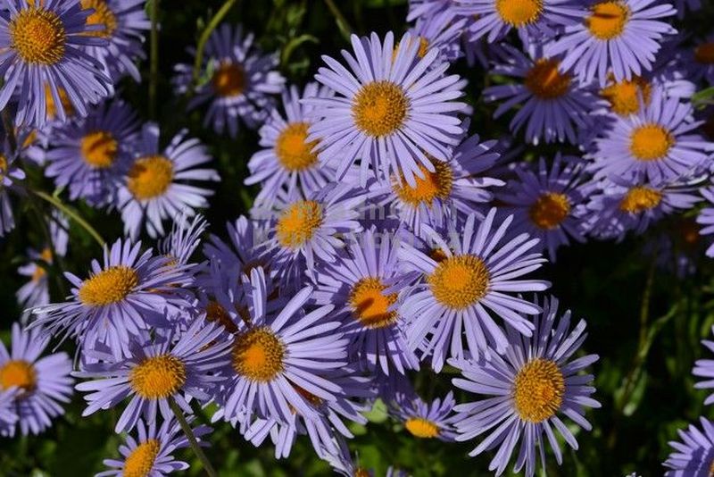 Aster tongolensis 'Napsbury' - astra, hvězdnice