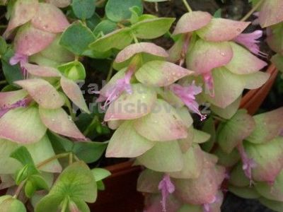 Origanum rotundifolium 'Kent Beauty' - oregáno okrouhlolisté
