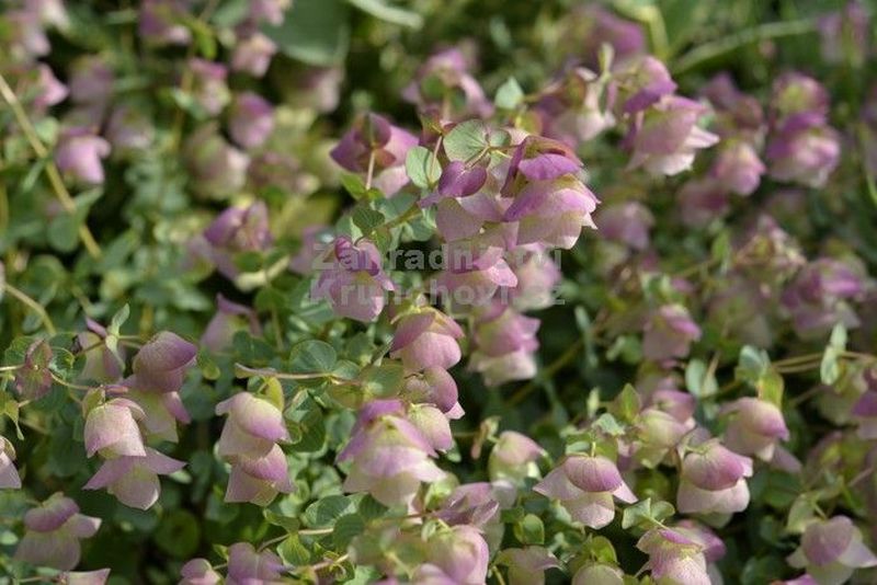 Origanum rotundifolium 'Kent Beauty' - oregáno okrouhlolisté
