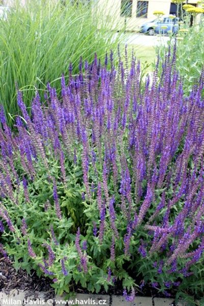 Salvia nemorosa 'Blaukönigin' - šalvěj hajní
