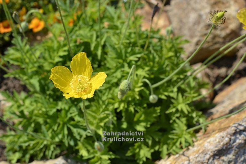 Meconopsis cambrica - mákovník velšský