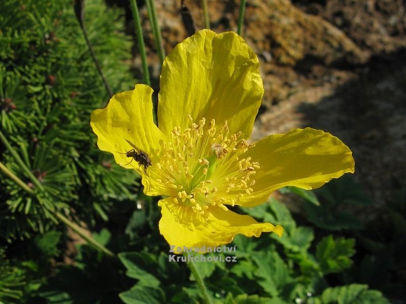 Meconopsis cambrica - mákovník velšský
