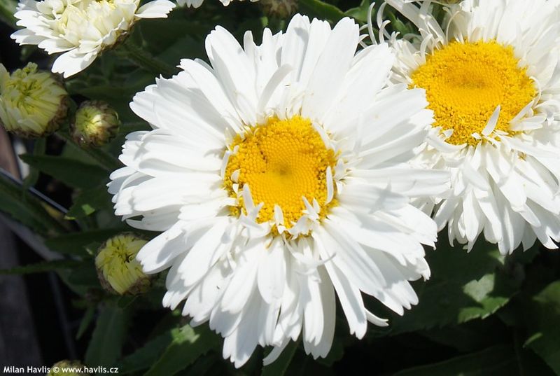 Leucanthemum maximum 'Freak' - kopretina největší
