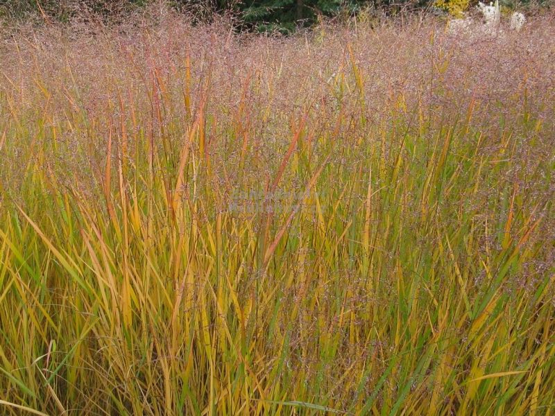 Panicum virgatum 'Squaw' - proso prutnaté