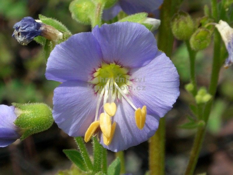 Polemonium boreale 'Heavenly Habit' - jirnice Polemonium boreale 'Heavenly Habit' - jirnice