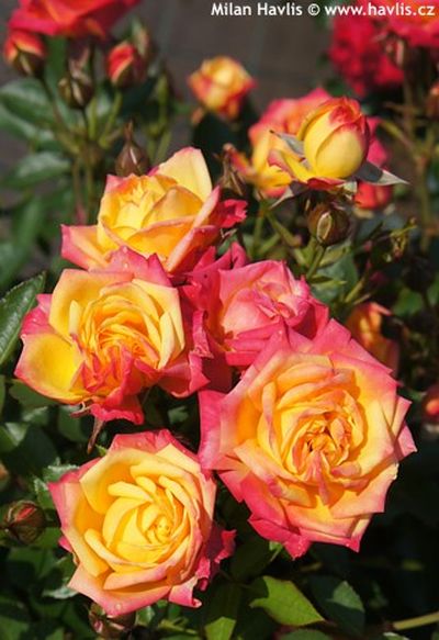 Rosa 'Little Sunset'® - růže stromková Rosa 'Little Sunset'® - růže stromková