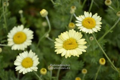 Anthemis tinctoria 'E. C. Buxton' - rmen barvířský