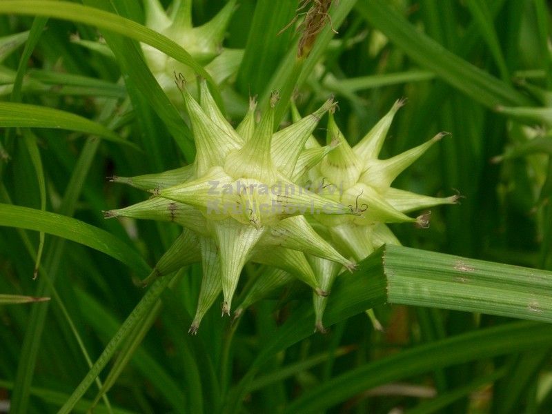 Carex grayi - ostřice