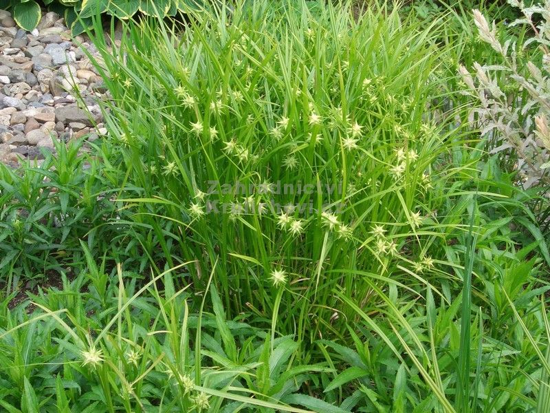 Carex grayi - ostřice